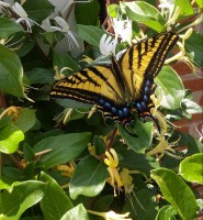 /album/fotogaleria/mariposa-jpg/