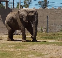 /album/fotogaleria/elefante-jpg/