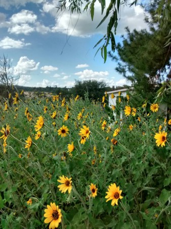 Sarita Yañez (Girasoles)