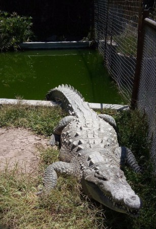 Gonzalo Rodríguez (Cocodrilo Zoológico Wameru)