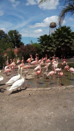 Gonzalo Rodríguez (Flamingos Zoológico Wameru)